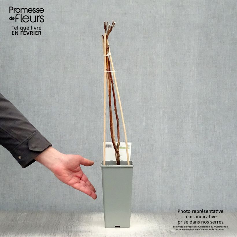 Exemplaar van Framboos Heritage  (doordragend) Pot van 1,5 l/2 l, Pol zoals geleverd in de winter