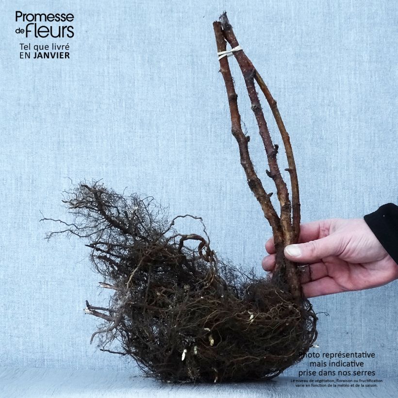 Exemplaar van Framboos Heritage  (doordragend) Naakte wortel zoals geleverd in de winter