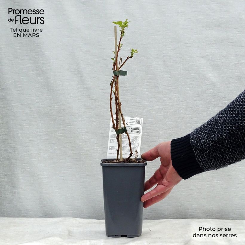 Exemplaar van Framboisier Heritage (remontant) Bio Pot van 1,5 l/2 l, Pol zoals geleverd in de winter