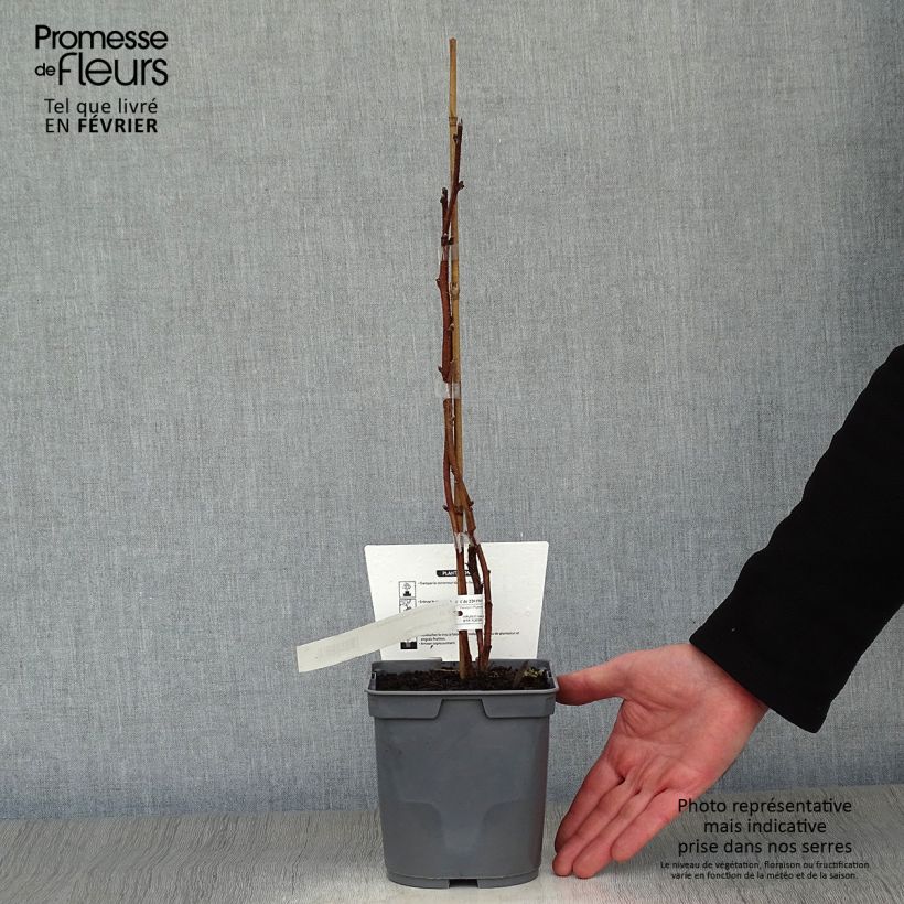 Exemplaar van Framboos Magnific Delbard Georges Delbard Pot van 2 l/3 l, Pol zoals geleverd in de winter