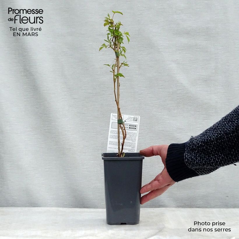 Exemplaar van Framboos Malling Happy BIO (doordragend) Pot van 1,5 l/2 l, Struik zoals geleverd in de lente