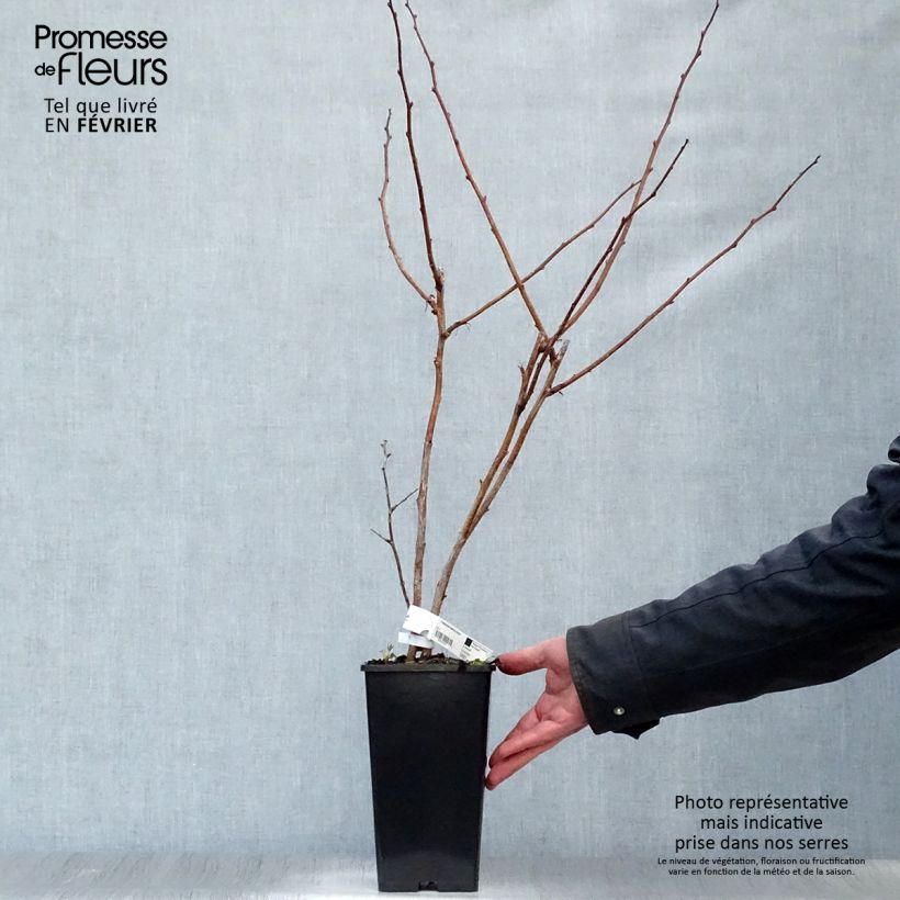 Exemplaar van Framboos Malling Promise Pot van 1,5 l/2 l zoals geleverd in de winter