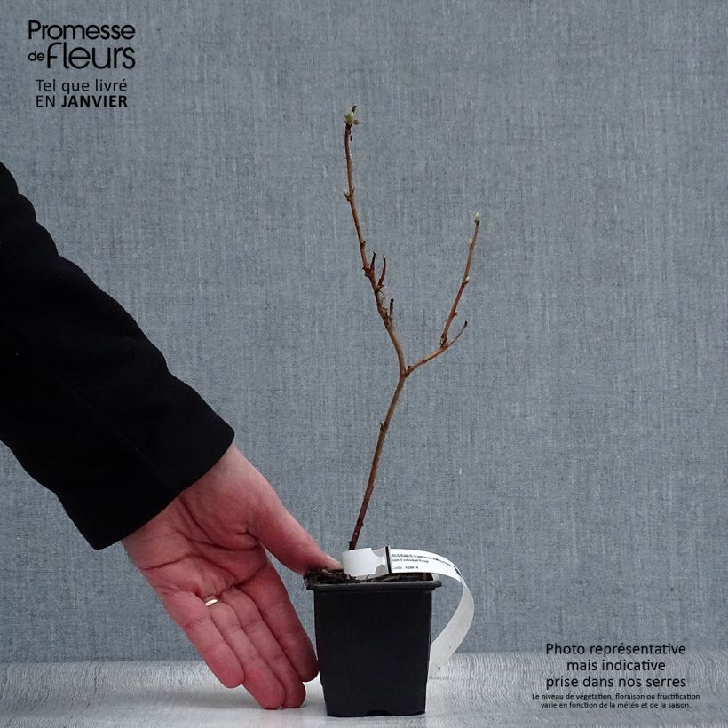 Exemplaar van Framboos Malling Promise Kweekpotje van 8/9 cm zoals geleverd in de winter