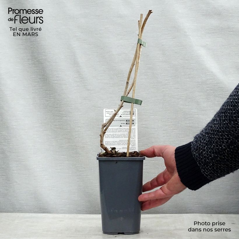 Exemplaar van Framboos Marastar BIO Pot van 1,5 l/2 l, Pol zoals geleverd in de lente