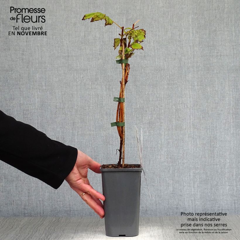 Exemplaar van Framboos Marastar BIO Pot van 1,5 l/2 l, Pol zoals geleverd in de herfst