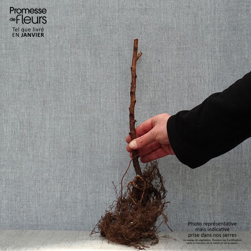 Exemplaar van Framboos Marastar (doordragend) Naakte wortel zoals geleverd in de winter