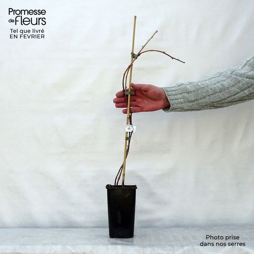 Exemplaar van Framboos Meeker Pot van 1,5 l/2 l zoals geleverd in de winter