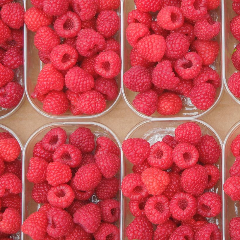 Framboos Parijs (doordragend) (Oogst)