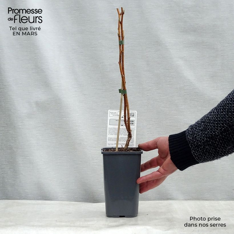 Exemplaar van Framboos Parijs BIO (doordragend) Pot van 1,5 l/2 l, Pol zoals geleverd in de winter