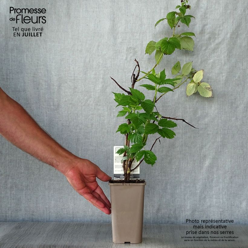 Exemplaar van Framboos Parijs (doordragend) Pot van 1 l/1,5 l, Pol zoals geleverd in de zomer