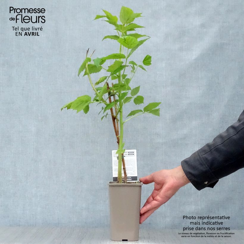 Exemplaar van Framboos Parijs (doordragend) Pot van 1 l/1,5 l, Pol zoals geleverd in de lente