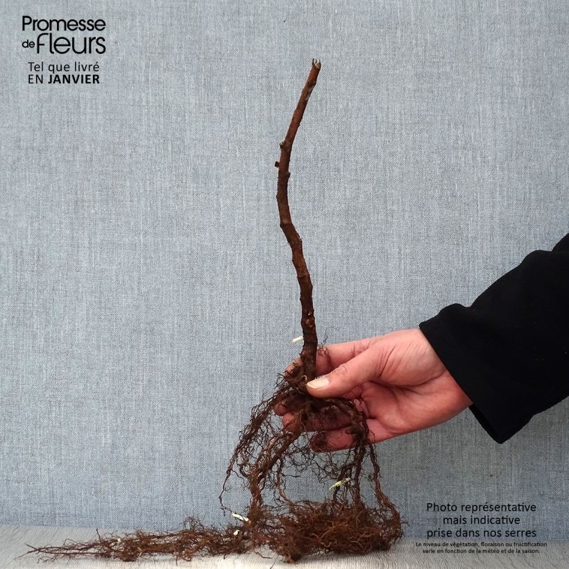 Exemplaar van Framboos Parijs (doordragend) Naakte wortel, Pol zoals geleverd in de winter