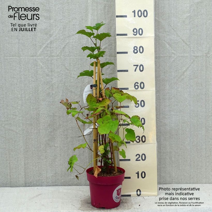 Exemplaar van Framboos Raspbeary (doordragend) Pot van 4 l/5 l, Pol zoals geleverd in de zomer