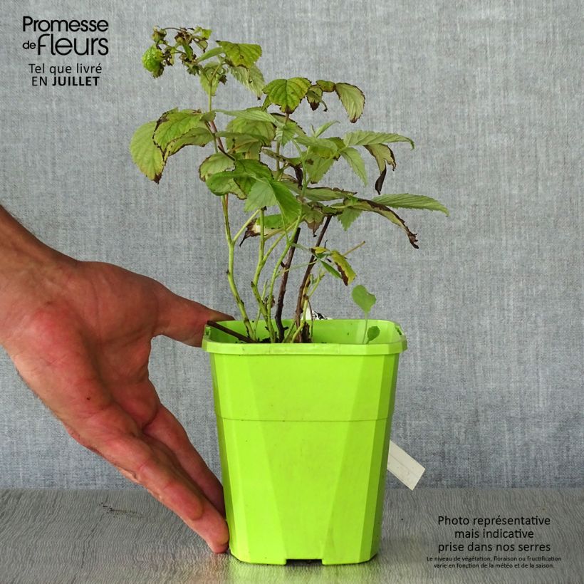 Exemplaar van Framboos Rustica Pot van 1 l/1,5 l, Pol zoals geleverd in de zomer
