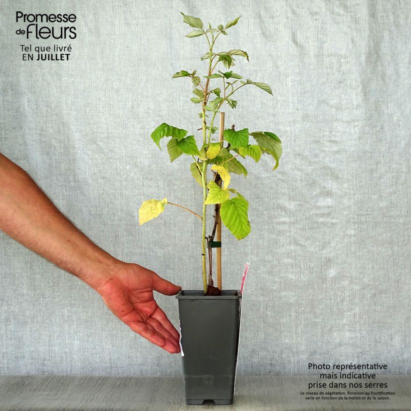 Exemplaar van Framboos Schönemann Pot van 1,5 l/2 l, Struik zoals geleverd in de zomer