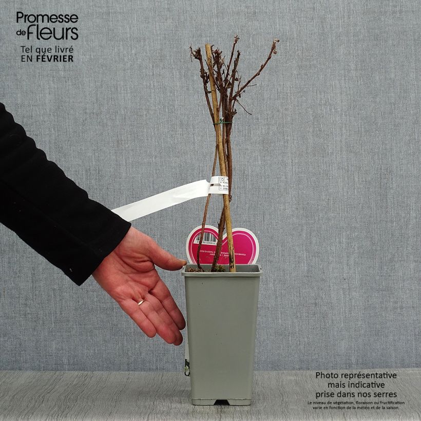 Exemplaar van Framboos Schönemann Pot van 1,5 l/2 l, Struik zoals geleverd in de winter