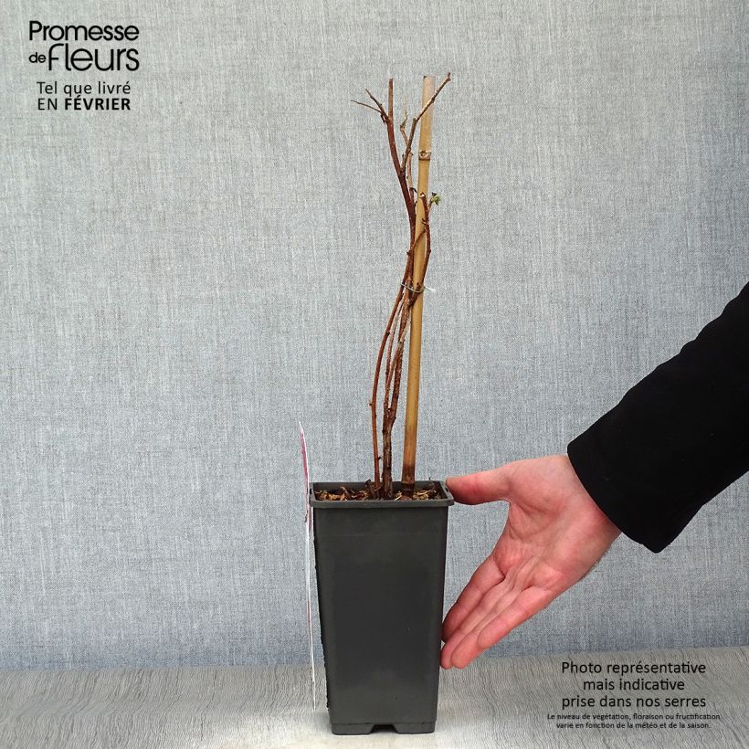 Exemplaar van Framboos Tulameen Pot van 2 l/3 l, Struik zoals geleverd in de winter