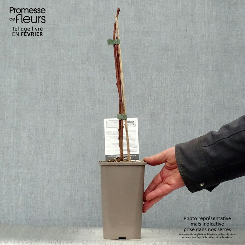 Exemplaar van Framboos Twotimer Sugana Red (doordragend) Pot van 1,5 l/2 l, Pol zoals geleverd in de winter