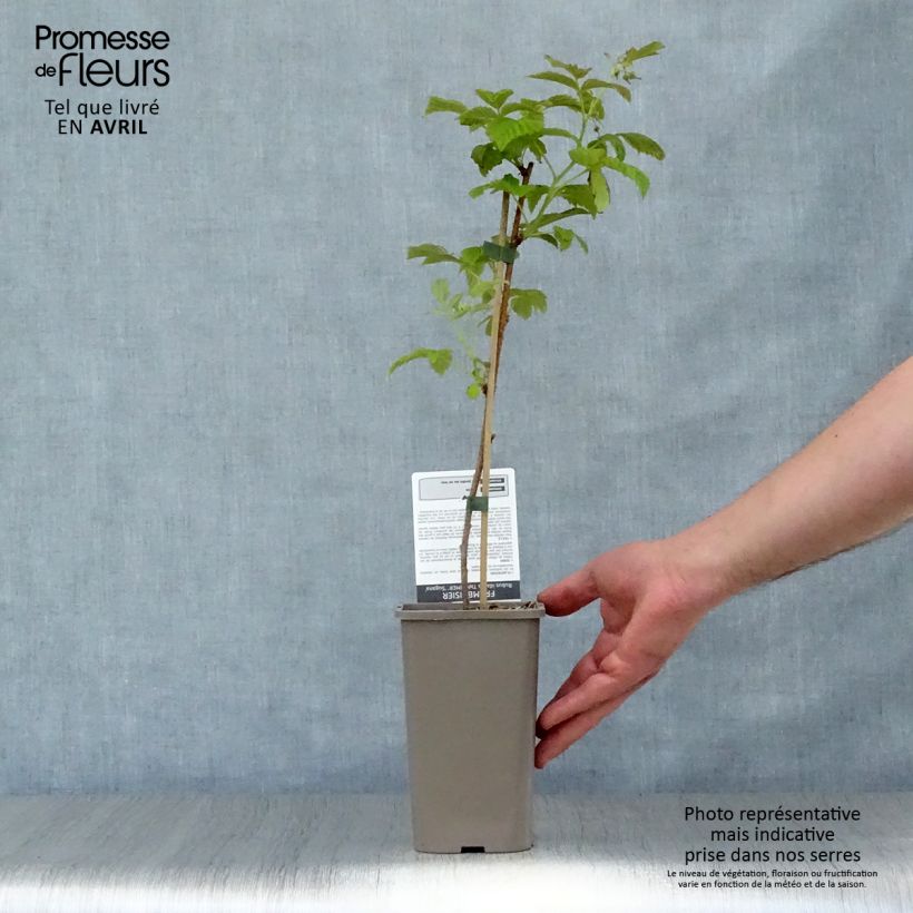 Exemplaar van Framboos Twotimer Sugana Red (doordragend) Pot van 1,5 l/2 l, Pol zoals geleverd in de lente