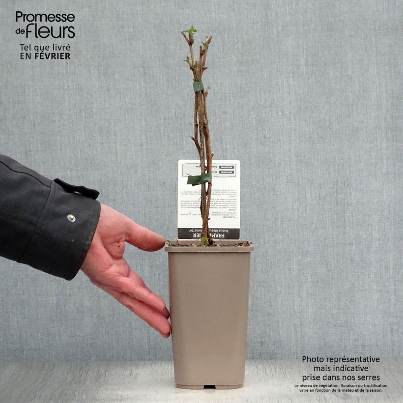 Exemplaar van Framboos Willamette Pot van 1,5 l/2 l, Struik zoals geleverd in de winter