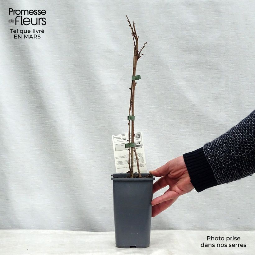 Exemplaar van Framboos Willamette BIO Pot van 1,5 l/2 l, Struik zoals geleverd in de winter