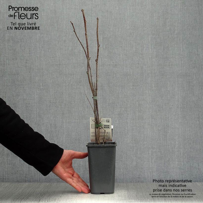 Exemplaar van Framboos Willamette BIO Pot van 1,5 l/2 l, Struik zoals geleverd in de herfst