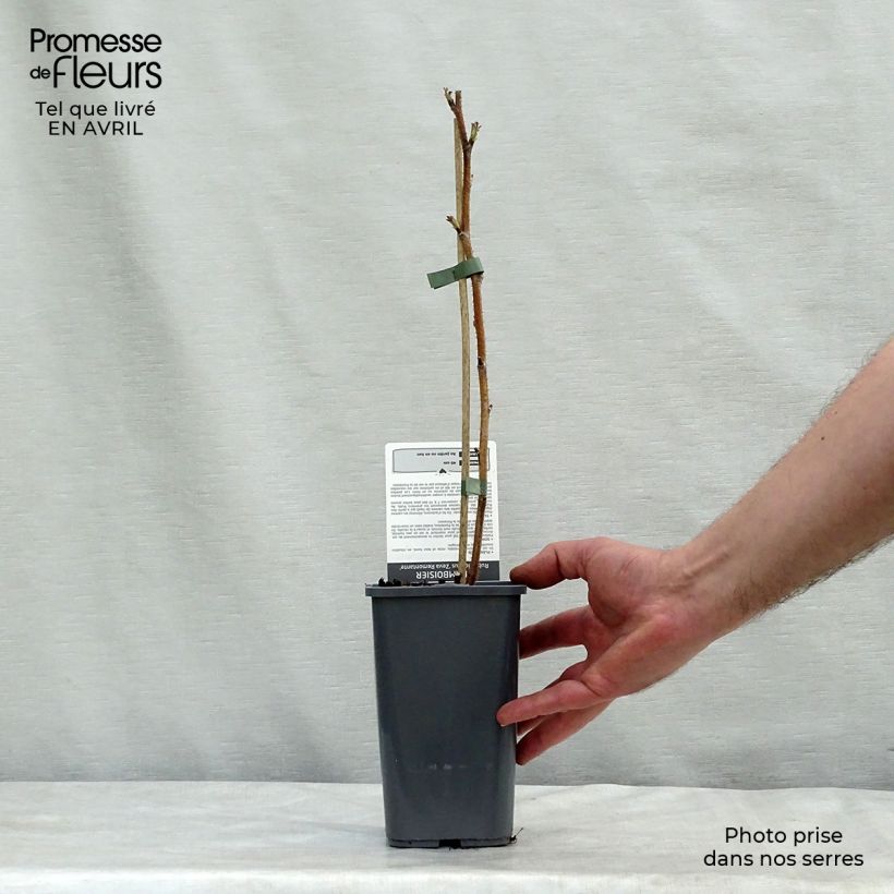 Exemplaar van Herfstframboos Zefa Herbsternte (doordragend) Pot van 1,5 l/2 l, Pol zoals geleverd in de lente