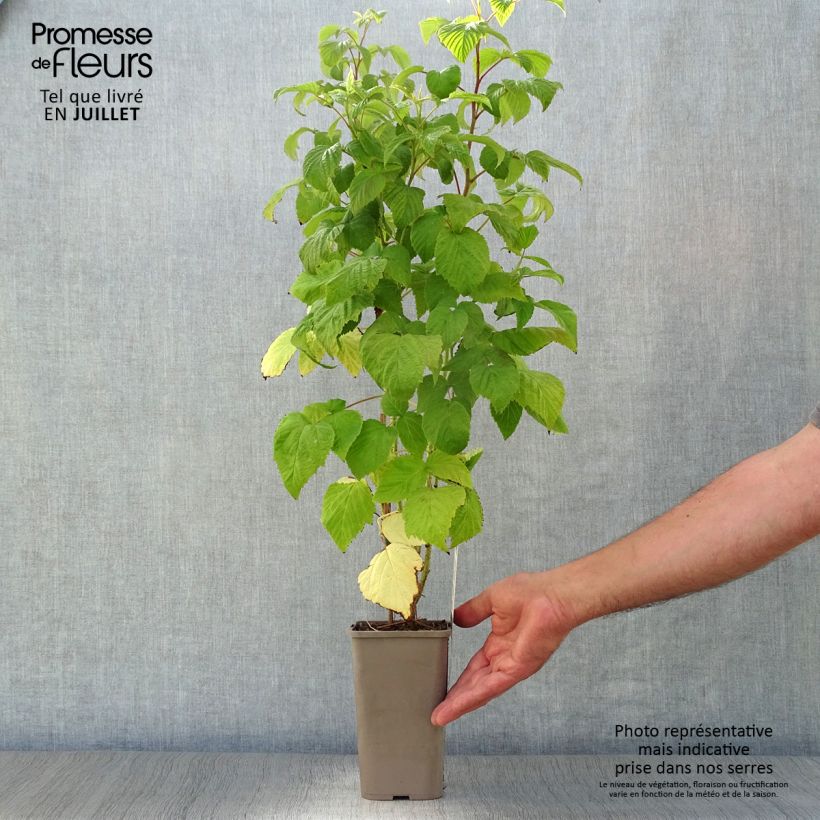 Exemplaar van Herfstframboos Zefa Herbsternte (doordragend) Pot van 1,5 l/2 l, Pol zoals geleverd in de zomer