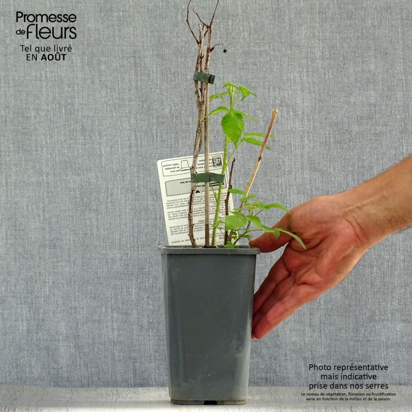 Exemplaar van Herfstframboos Zefa Herbsternte BIO Pot van 1,5 l/2 l, Pol zoals geleverd in de zomer