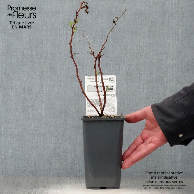 Exemplaar van Dwergframboos Little Sweet Sister BIO Pot van 1,5 l/2 l, Pol zoals geleverd in de lente