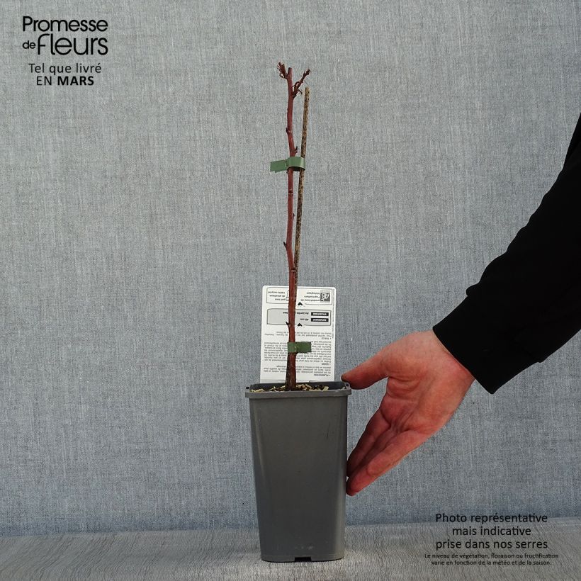 Exemplaar van Dwergframboos Little Sweet Sister BIO Pot van 1,5 l/2 l, Pol zoals geleverd in de winter