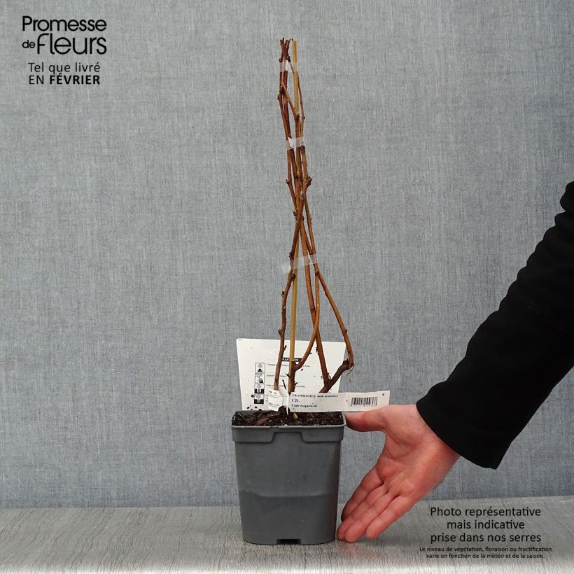 Exemplaar van Dwergframboos Bella Aromatica (doordragend) Pot van 2 l/3 l zoals geleverd in de winter