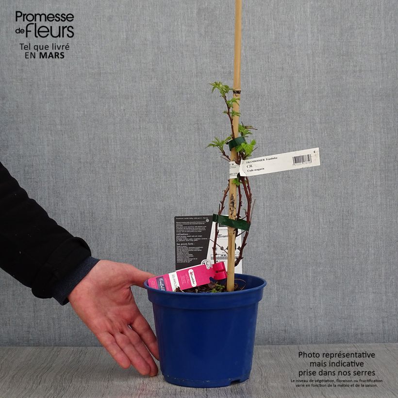 Exemplaar van Framboos Frambélise (doordragend) Pot van 2 l/3 l, Pol zoals geleverd in de lente