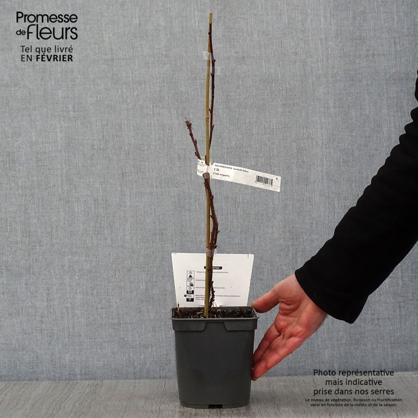 Exemplaar van Framboos Sanibelle (doordragend) Pot van 1 l/1,5 l zoals geleverd in de winter