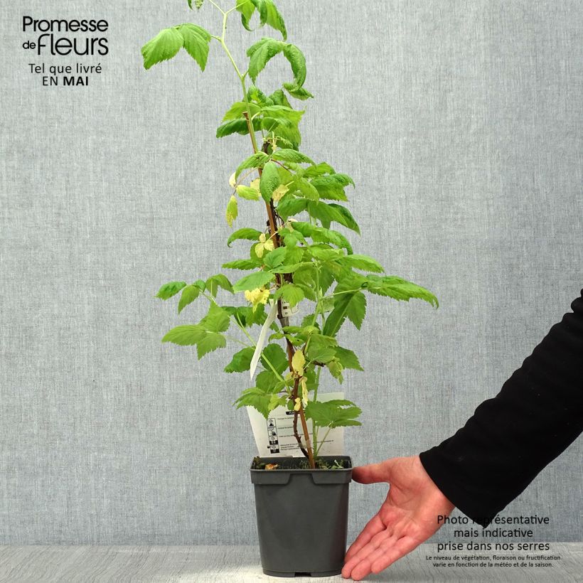 Exemplaar van Framboos Sanibelle (doordragend) Pot van 1 l/1,5 l zoals geleverd in de lente