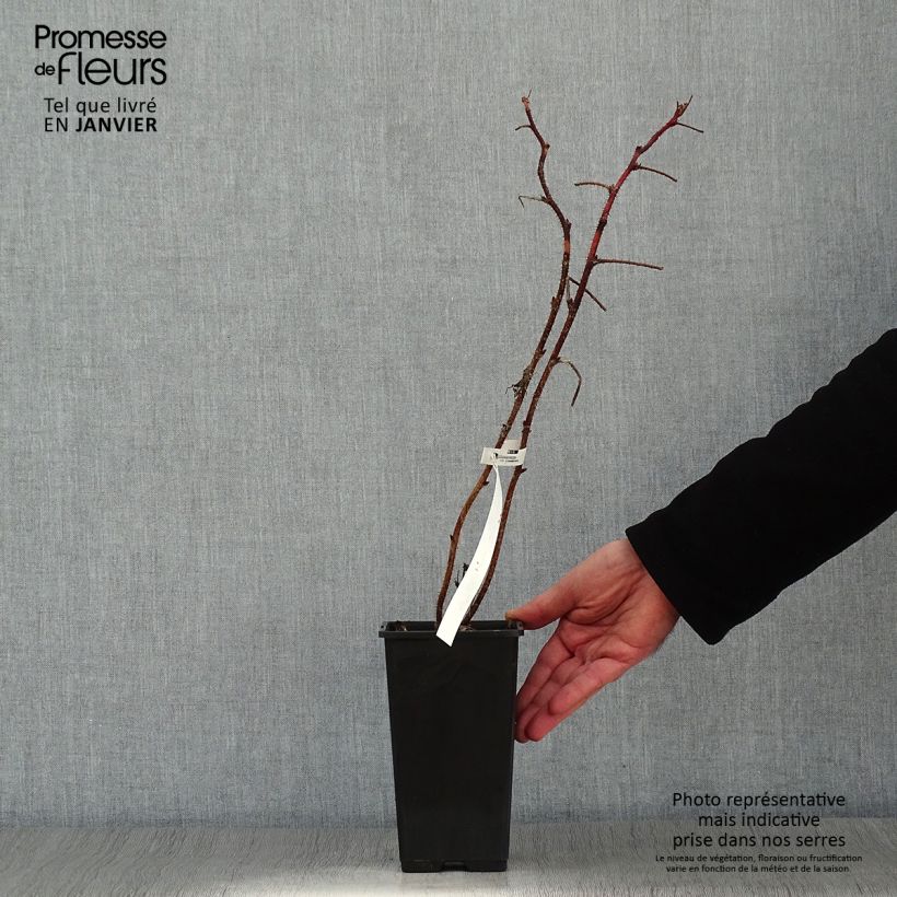 Exemplaar van Framboos Scepter (doordragend) Pot van 1 l/1,5 l zoals geleverd in de winter