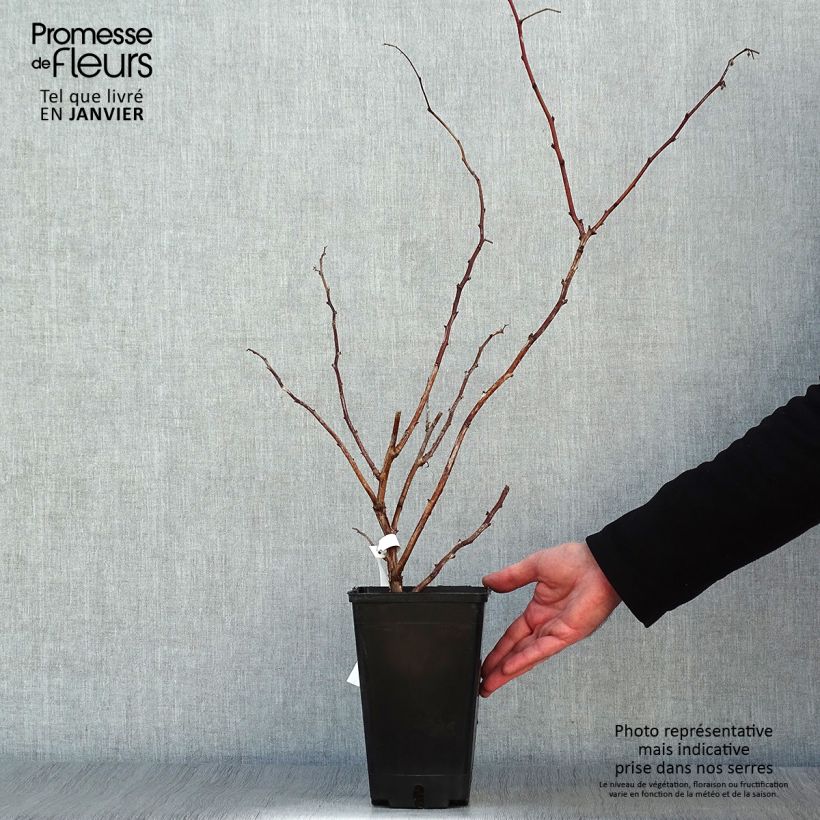 Exemplaar van Framboos September (doordragend) Pot van 2 l/3 l, Pol zoals geleverd in de winter