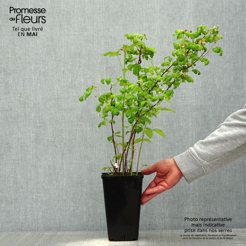 Exemplaar van Framboos September (doordragend) Pot van 2 l/3 l, Pol zoals geleverd in de lente