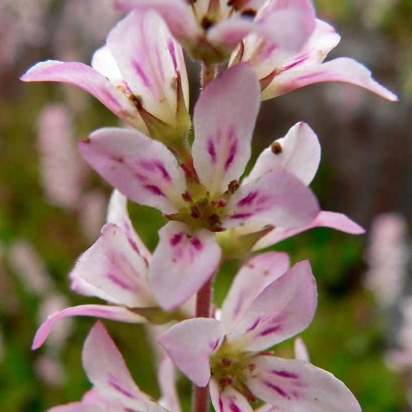 Francoa sonchifolia - Bruidskrans (Bloei)