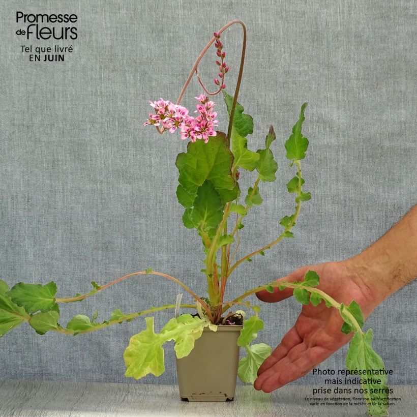 Exemplaar van Francoa sonchifolia - Bruidskrans Kweekpotje van 8/9 cm zoals geleverd in de zomer