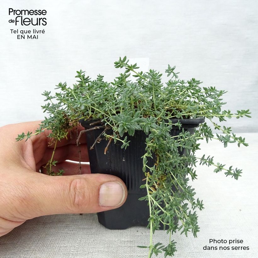 Exemplaar van Frankenia laevis - Bruyère marine Kweekpotje van 8/9 cm zoals geleverd in de lente
