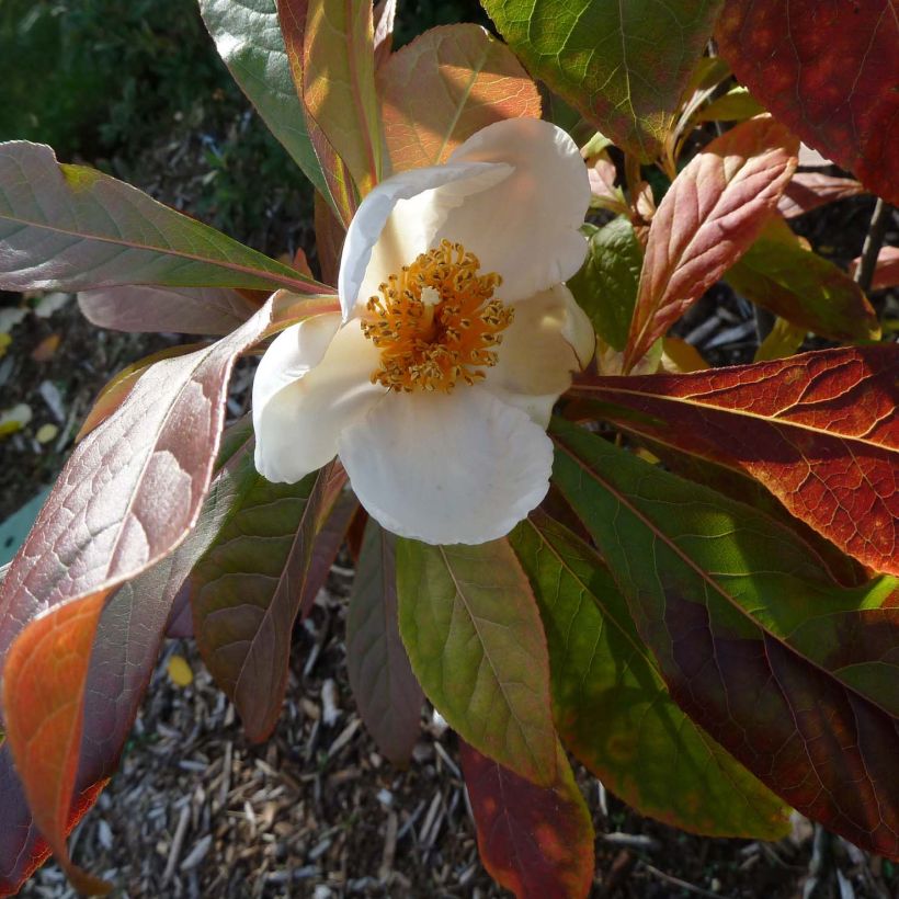 Franklinia alatamaha - Franklinboom (Flowering)