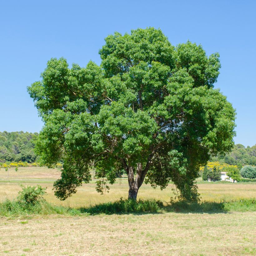 Fraxinus angustifolia - Smalbladige es (Groeiplaats)