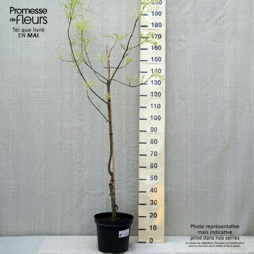 Exemplaar van Fraxinus angustifolia Variegata - Smalbladige es Pot van 12 l/15 l zoals geleverd in de lente