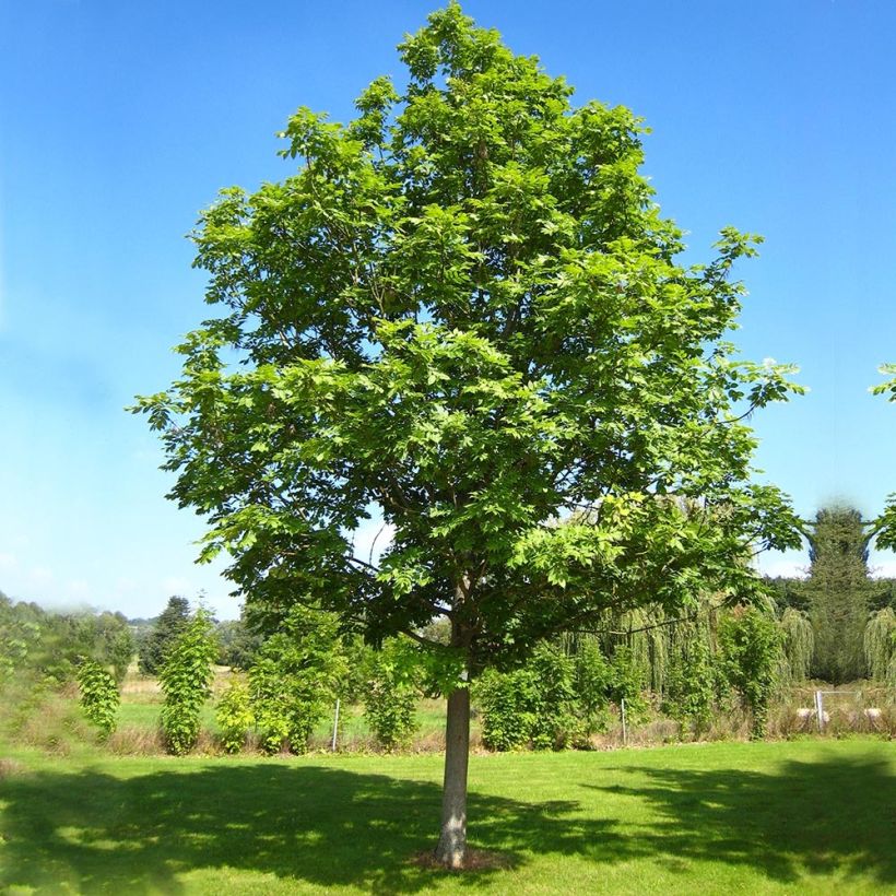 Fraxinus excelsior - Gewone es (Plant habit)