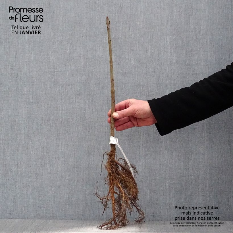 Example of Fraxinus excelsior - Frêne commun Naakte wortel as you get in hiver