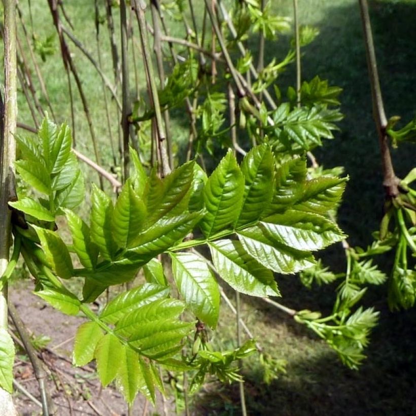Fraxinus excelsior Pendula - Gewone es (Foliage)