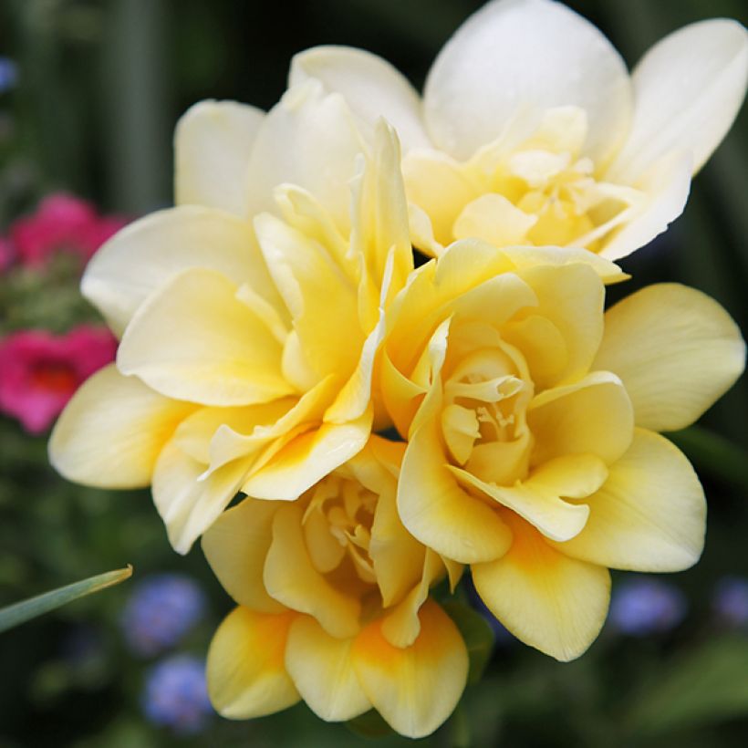 Freesia Double Geel - Kaaps lelietje-van-dalen (Flowering)