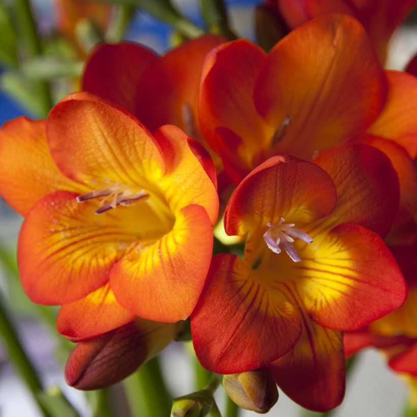 Freesia Oranje - Kaaps lelietje-van-dalen (Flowering)