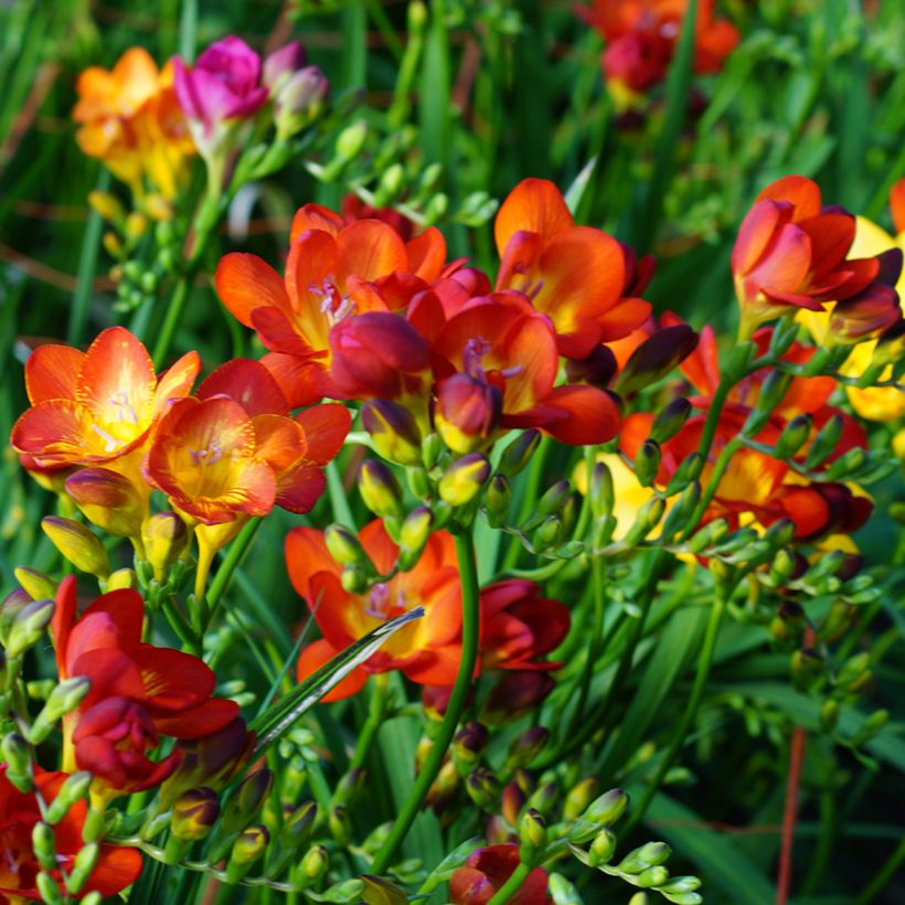 Freesia Rood (Groeiplaats)